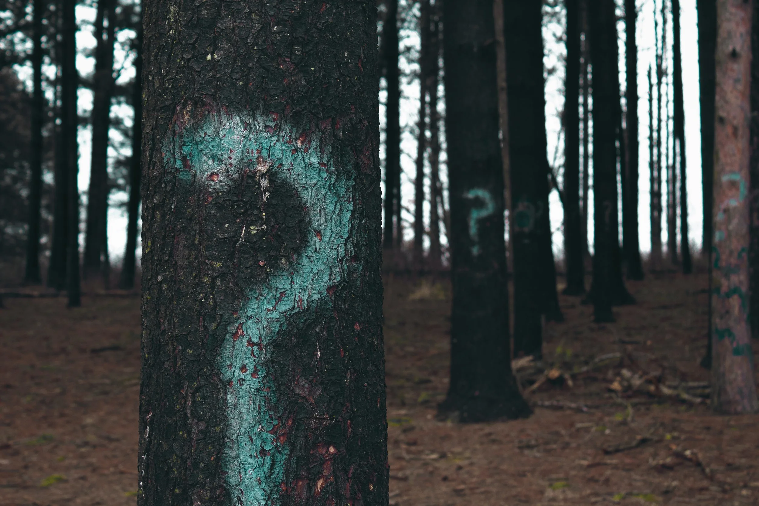 Photo by Evan Dennis on Unsplash