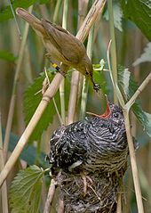 Reed warbler feeding cuckoo | Wikipedia