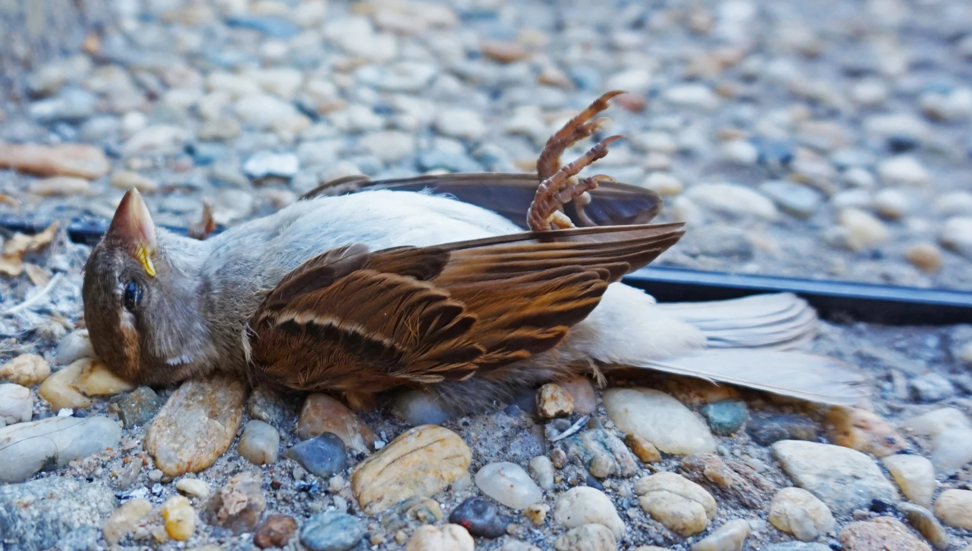 Dead Bird in Bucharest | Wikimedia Commons Licence