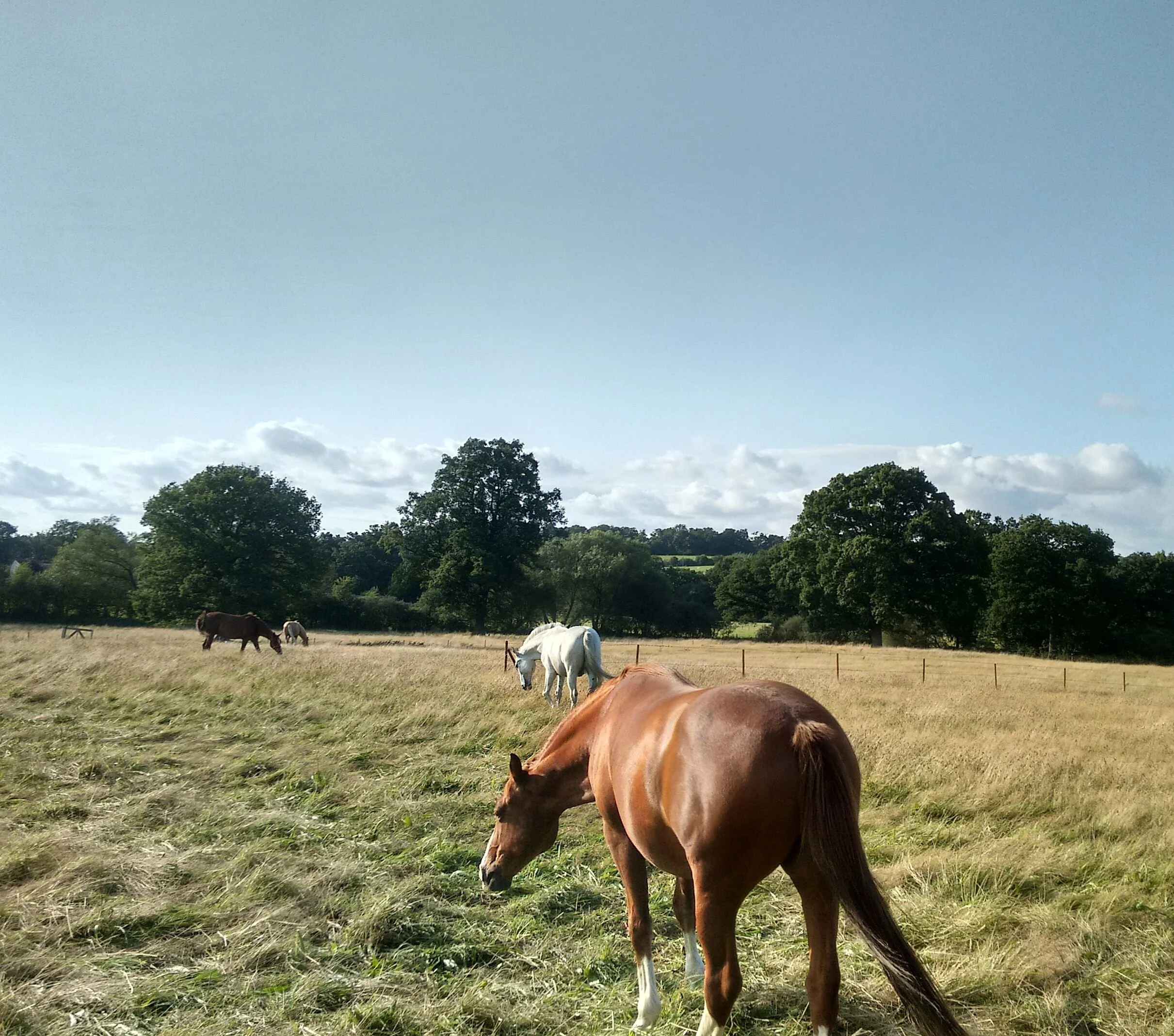 Field of All Fields for Hurricane and his new family