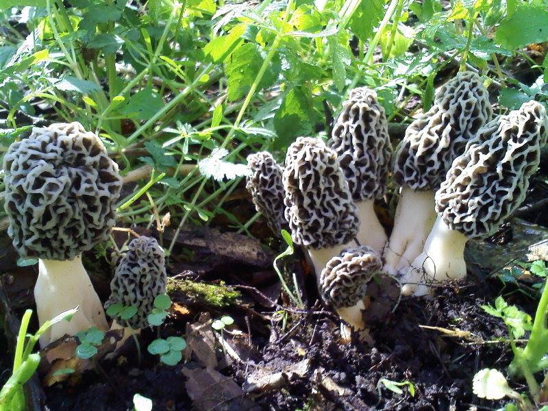 Copy of Mushroom Hunting