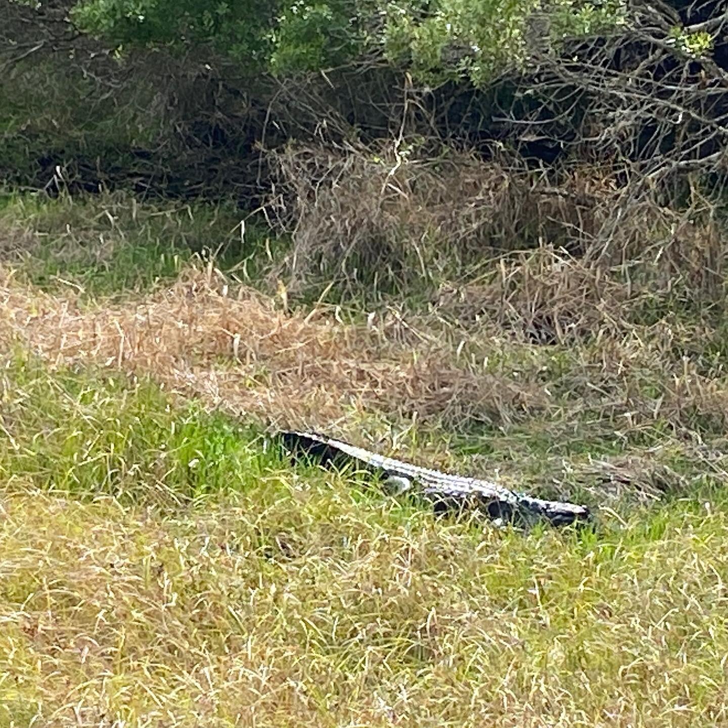 Alligator sunning itself! They need to keep their temperature about 86 degrees in order to digest whatever they eat. All of you up north are safe from being alligator brunch- it&rsquo;s too cold for them. 😊#alligator #sarasota