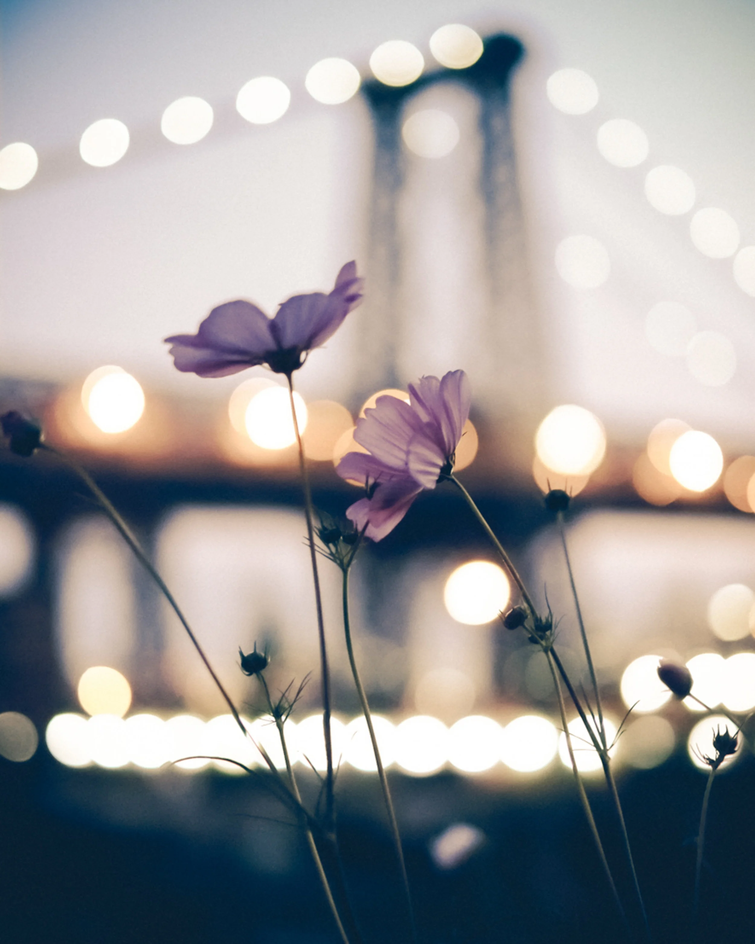 Purple Flower and Williamsburg Bridge (1 of 1).jpg