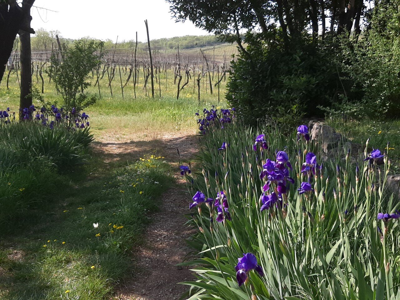 flowers & vineyard.jpg