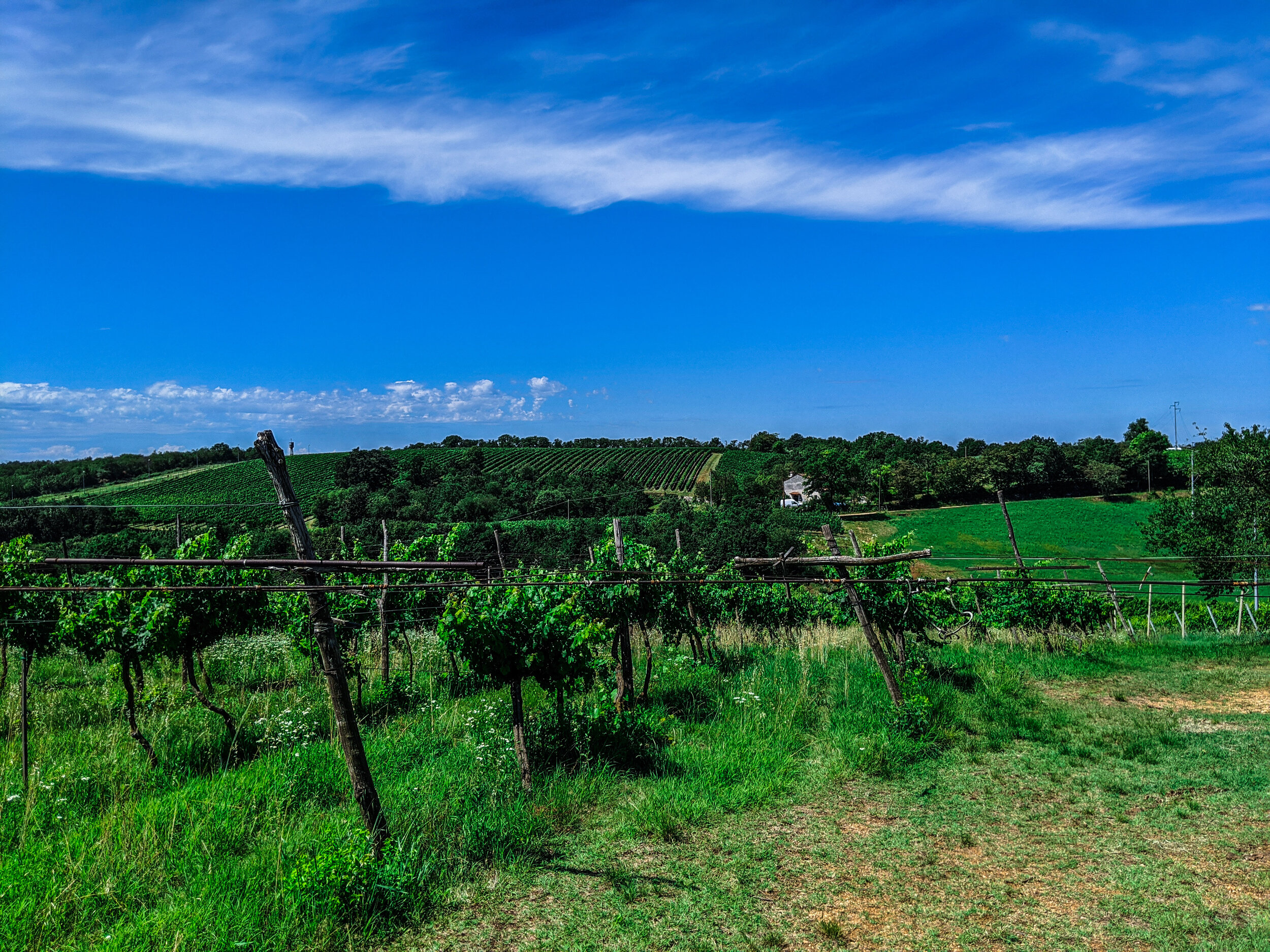 Vineyard south monte banco.jpg