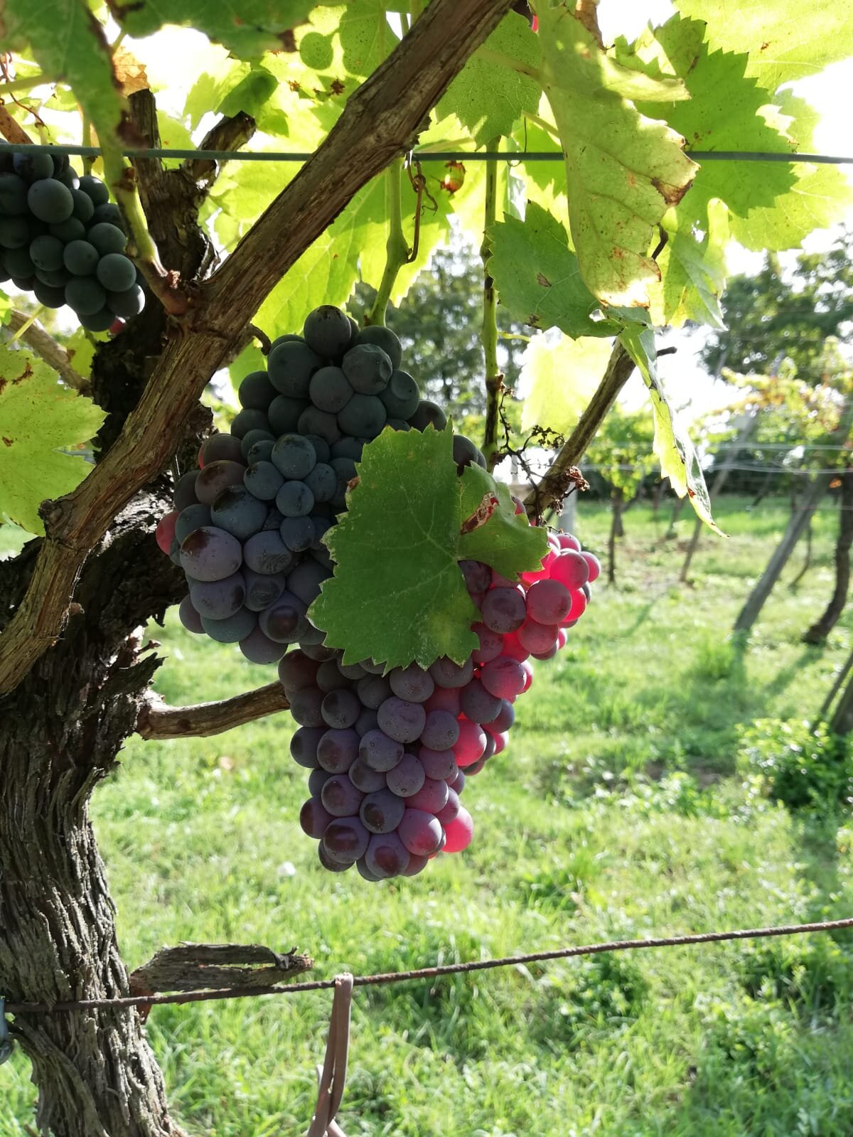 Tai Rosso grapes, August.jpg