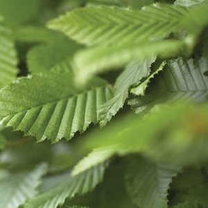 Carpinus Betulus Screen.jpg