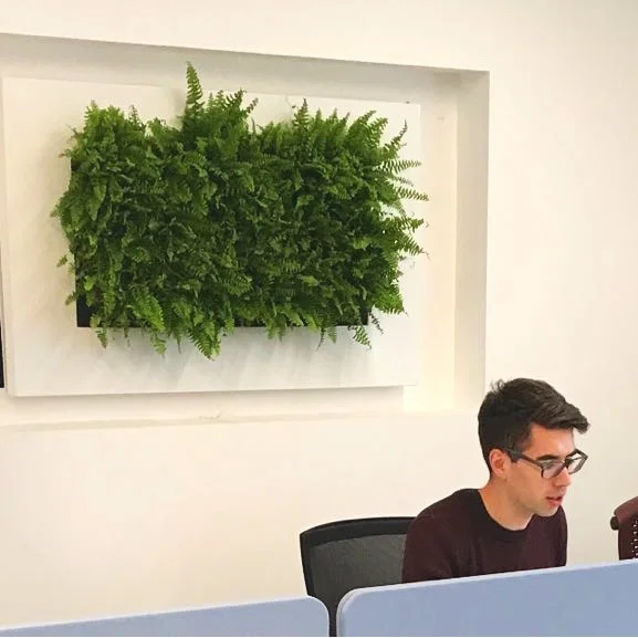 Meristem+Live+Picture+in+eOffice.jpg