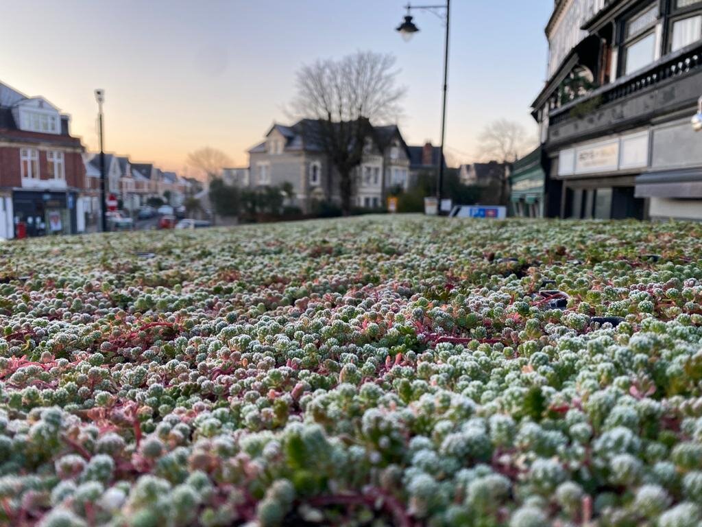 Penarth Green Roof 1.jpeg