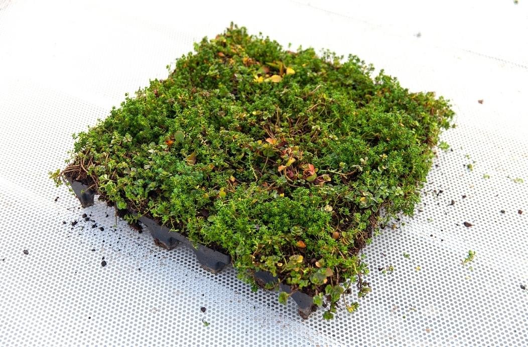 Green Roof Disc.jpg