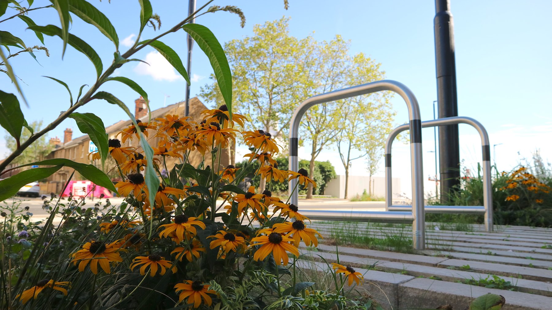 Royal Docks Rain Gardens 