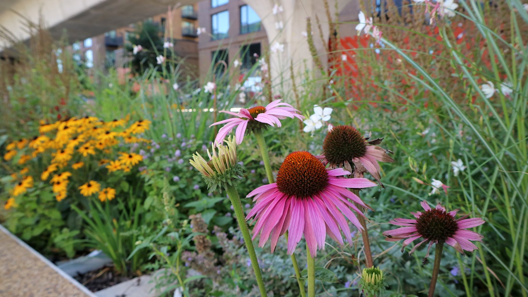 Royal Docks Rain Gardens 