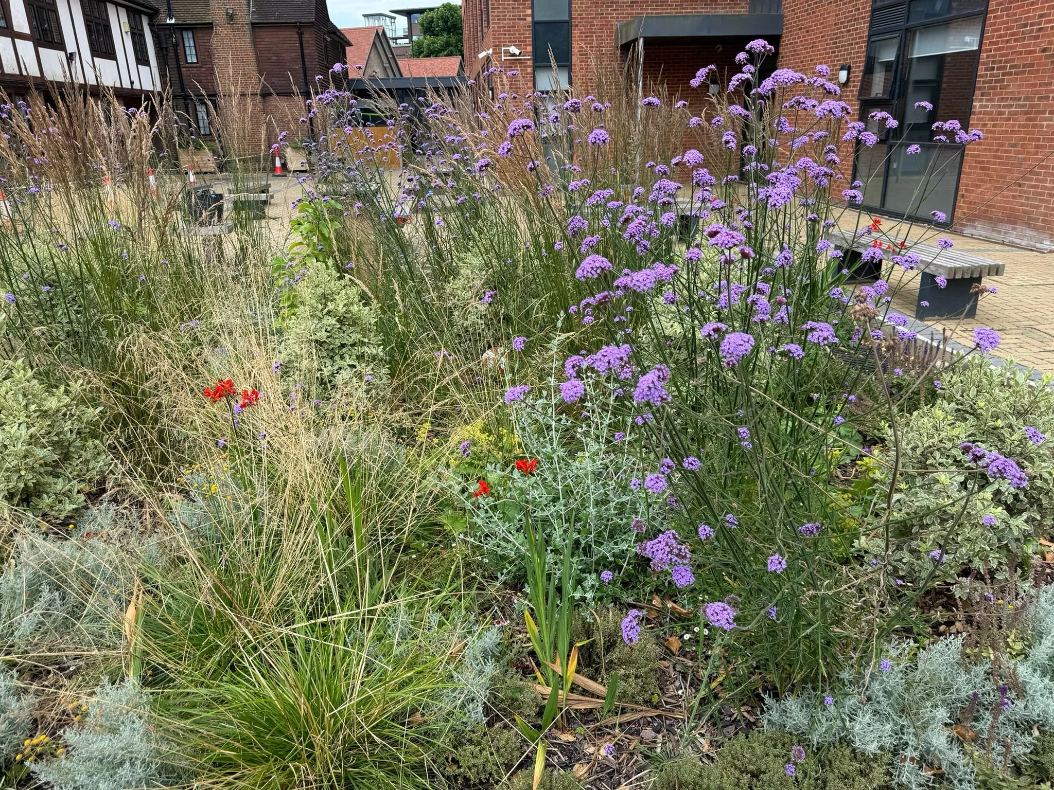 Green School rain garden