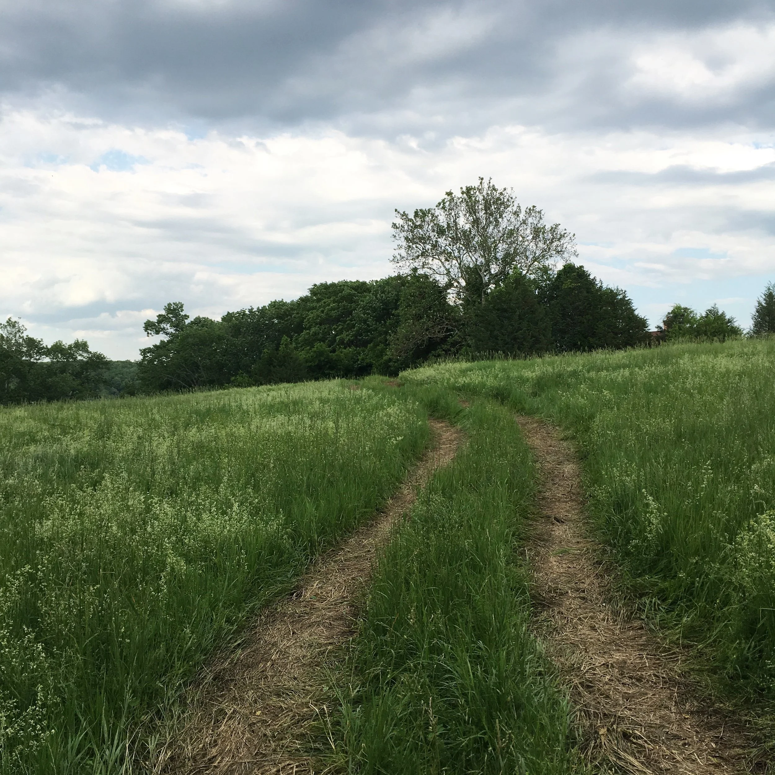 Svenningsen path.JPG