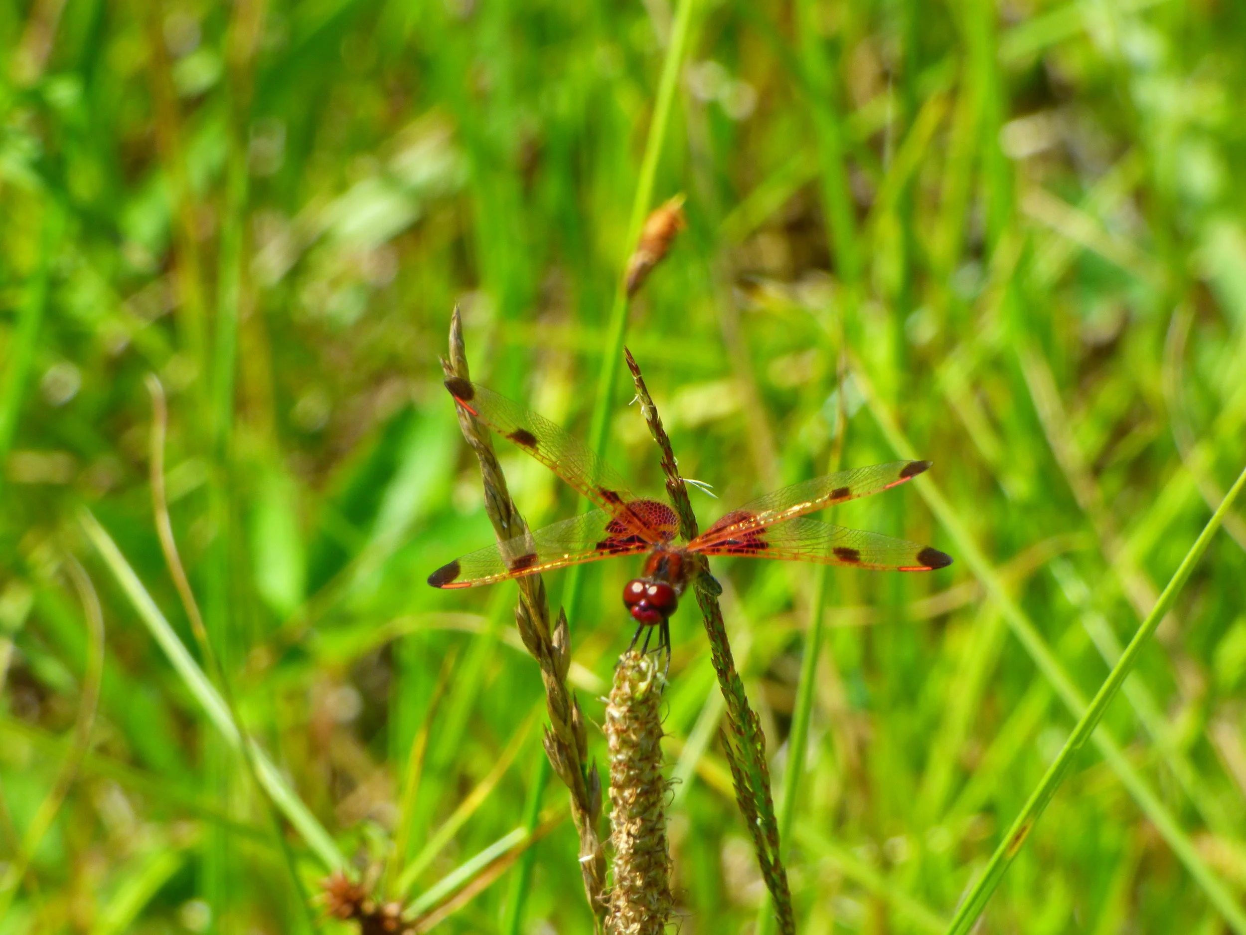 Christine M Dragonfly.JPG