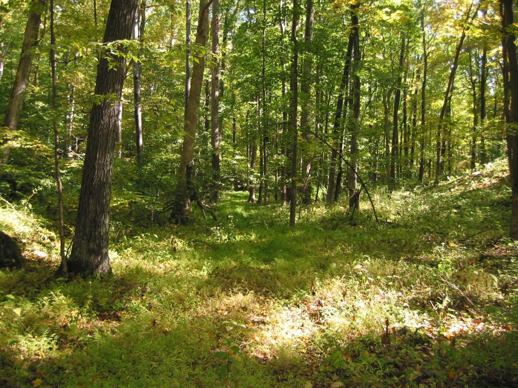 Greendell Ridge, Frelinghuysen