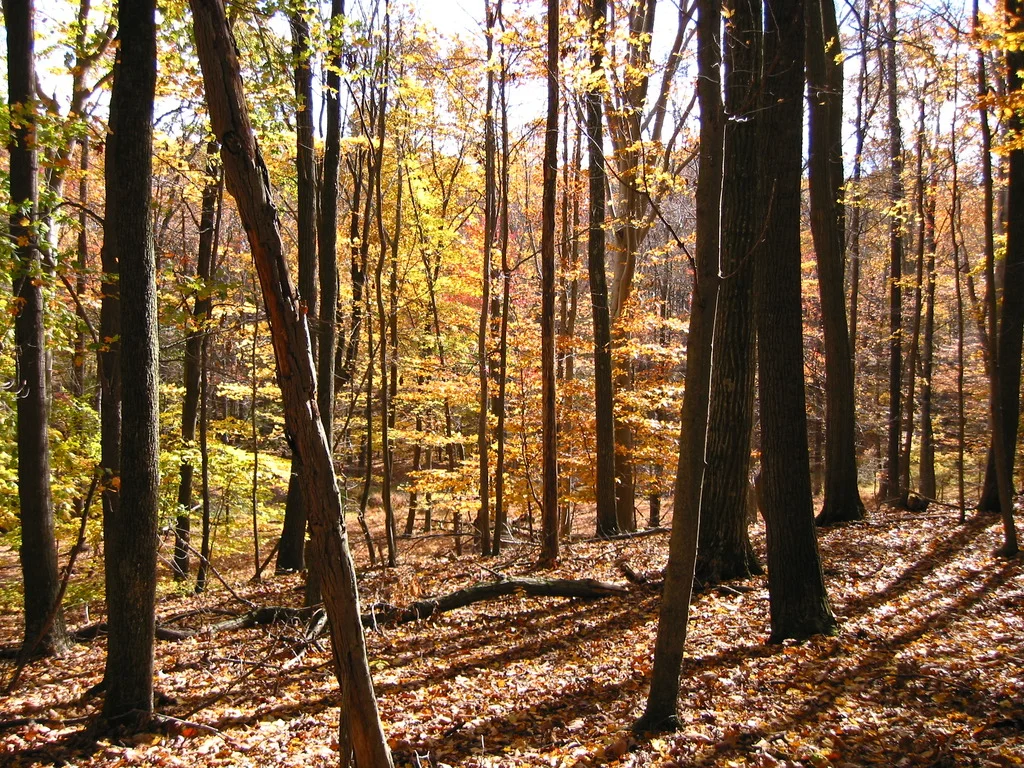 Woods_zpsirk1dovc.JPG