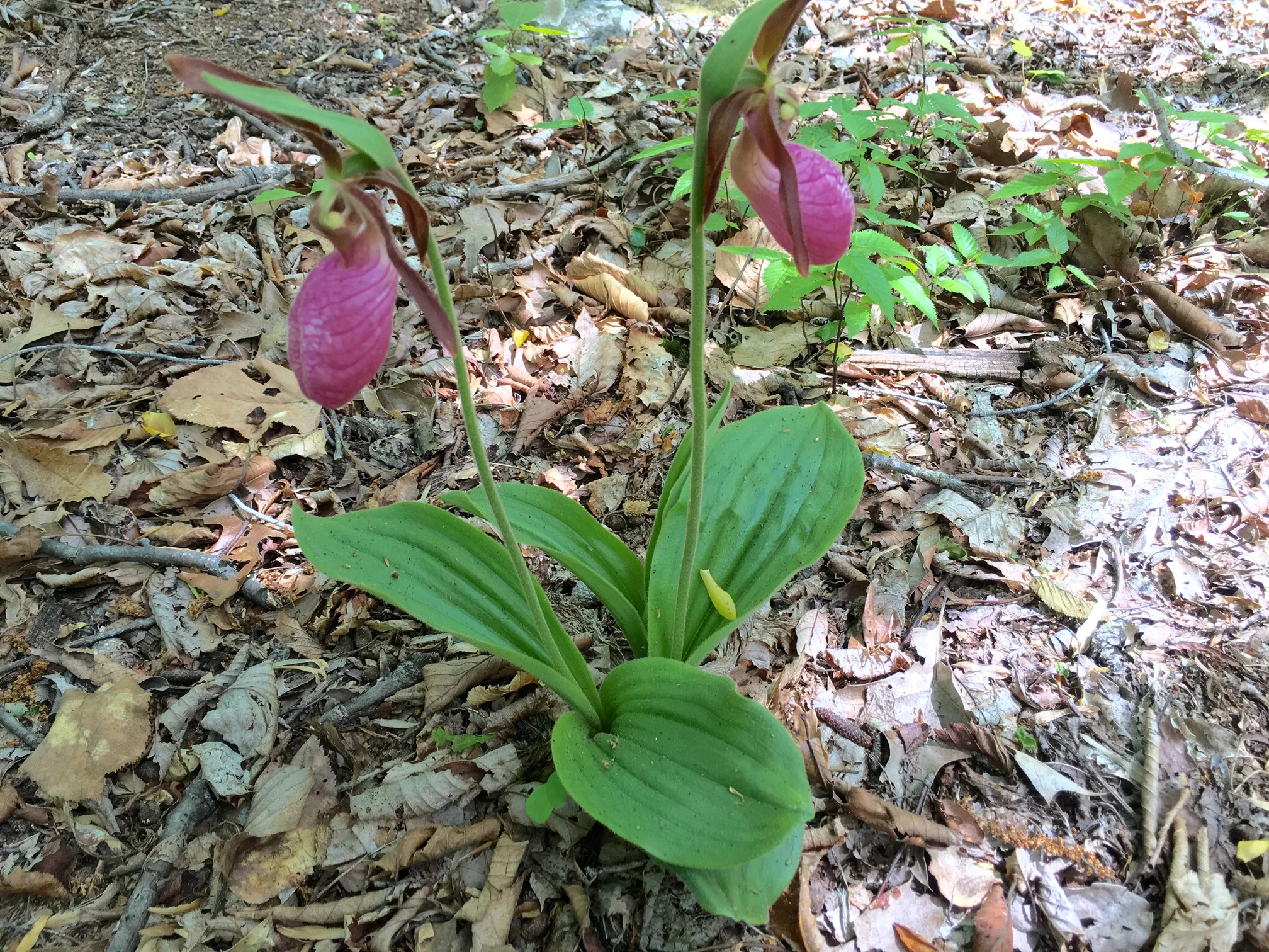 Birch Ridge Ravine_orchid.jpg