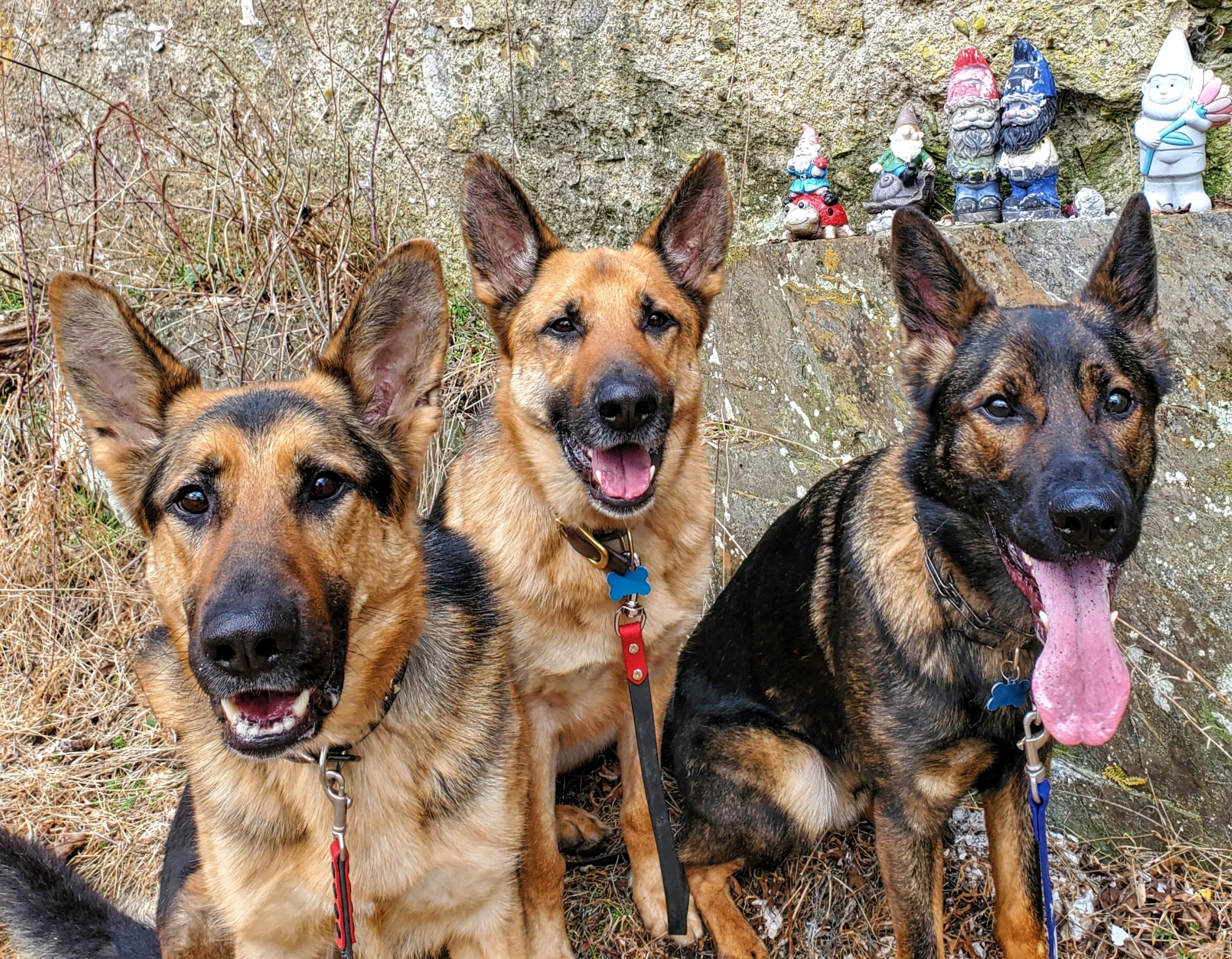 Pack Walk hosted by Enjoy Your Dog