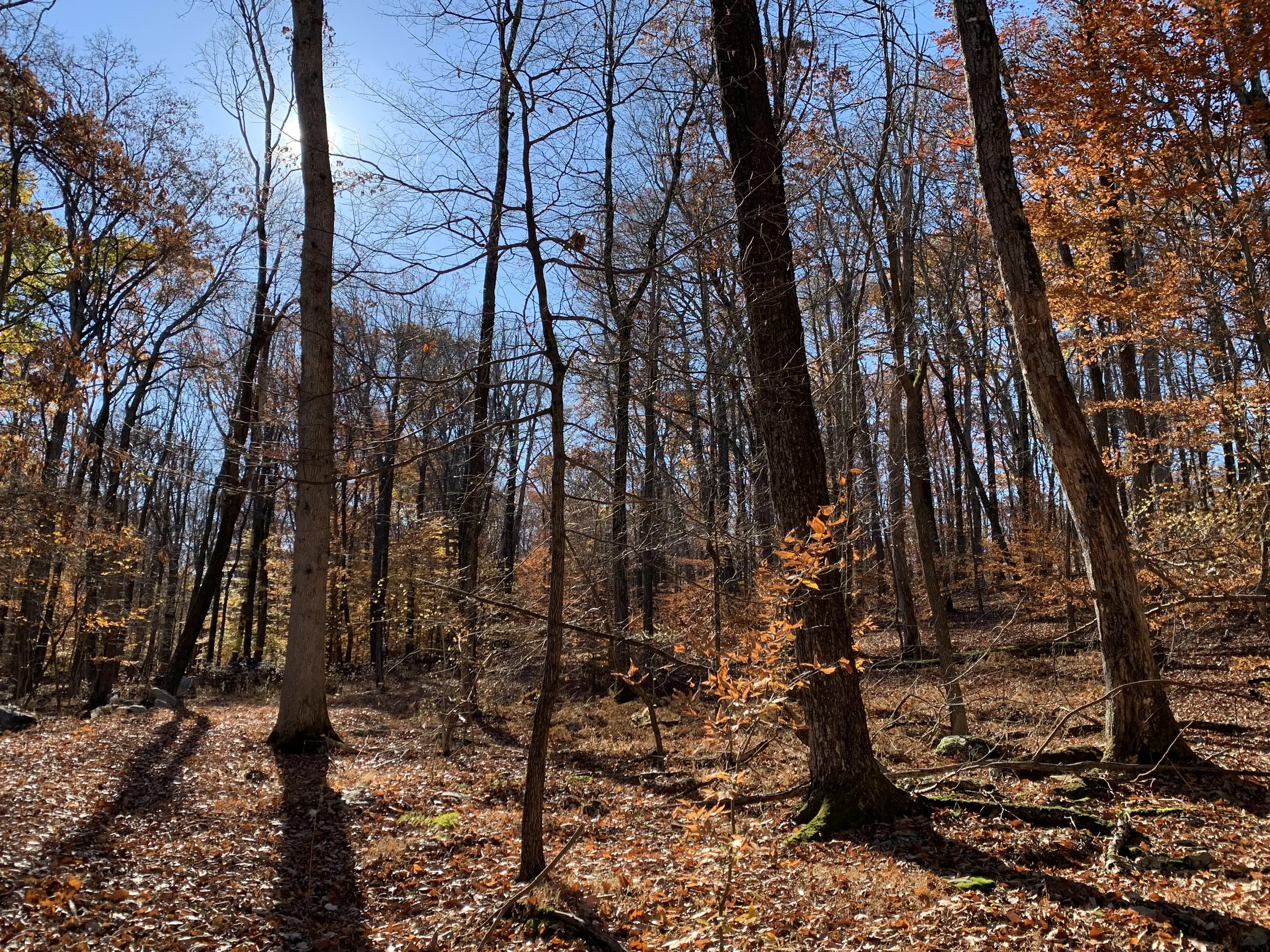 Introducing Millbrook Seeps Preserve