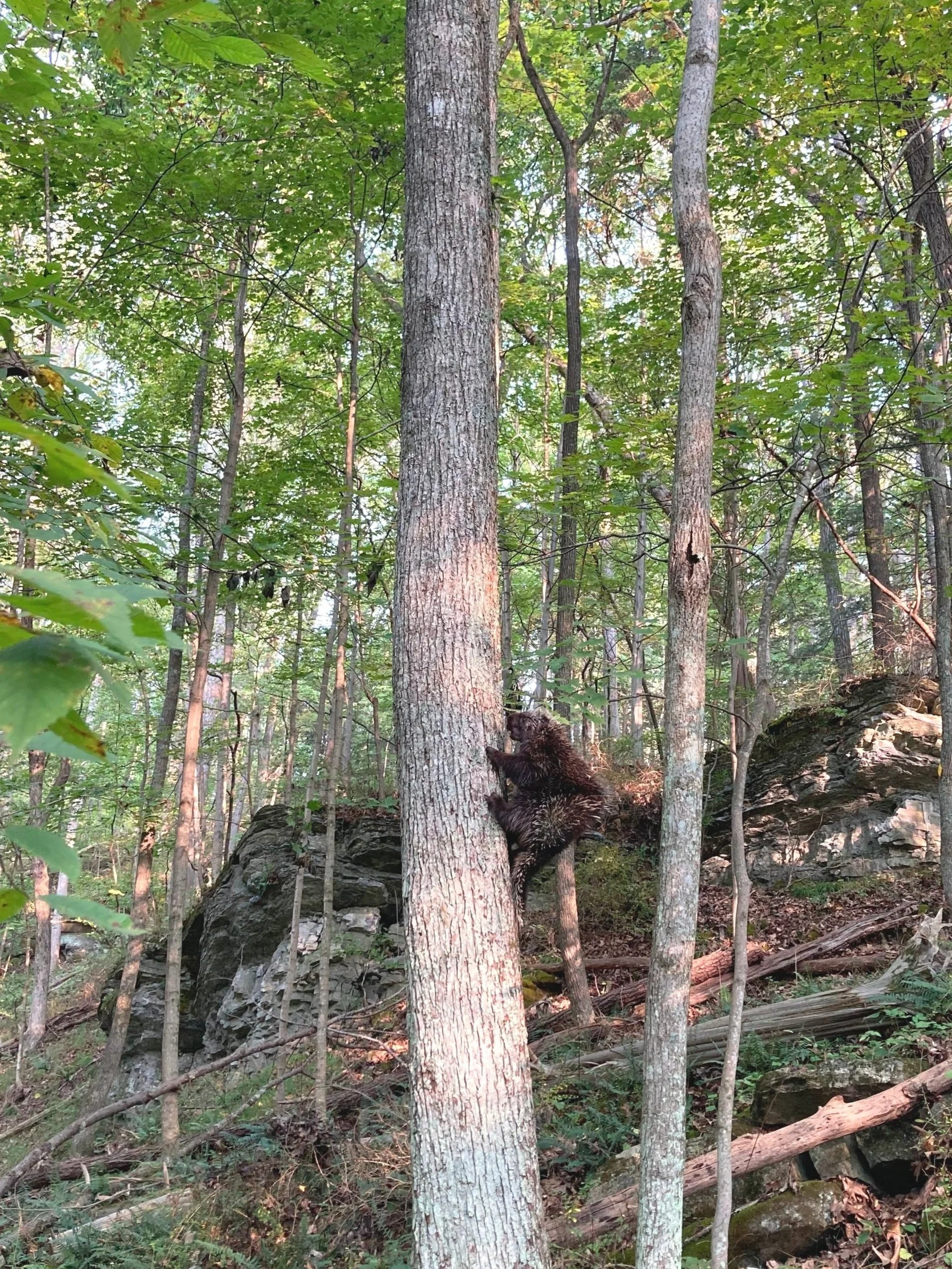 North American Porcupine