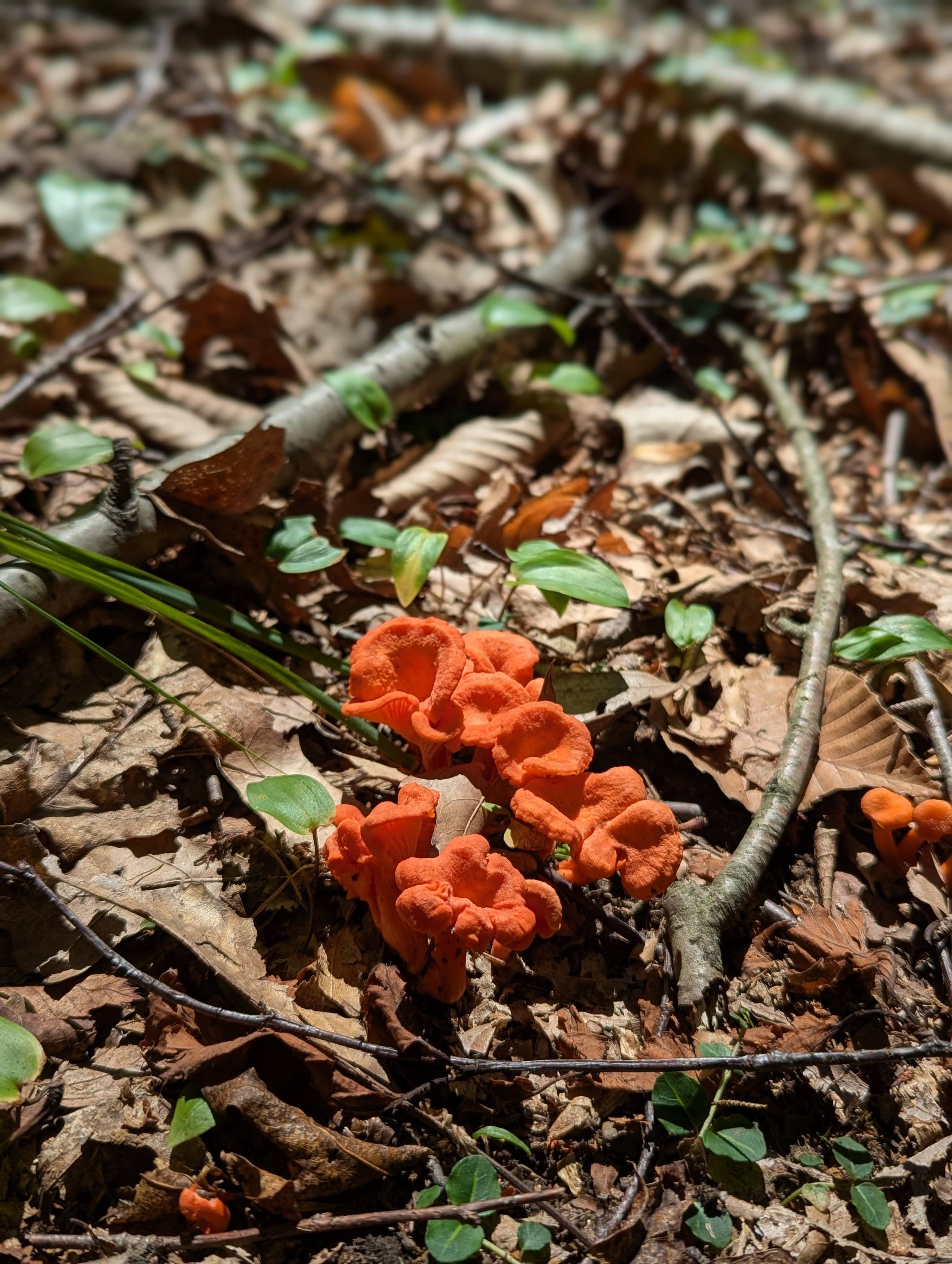 Red Chanterelle