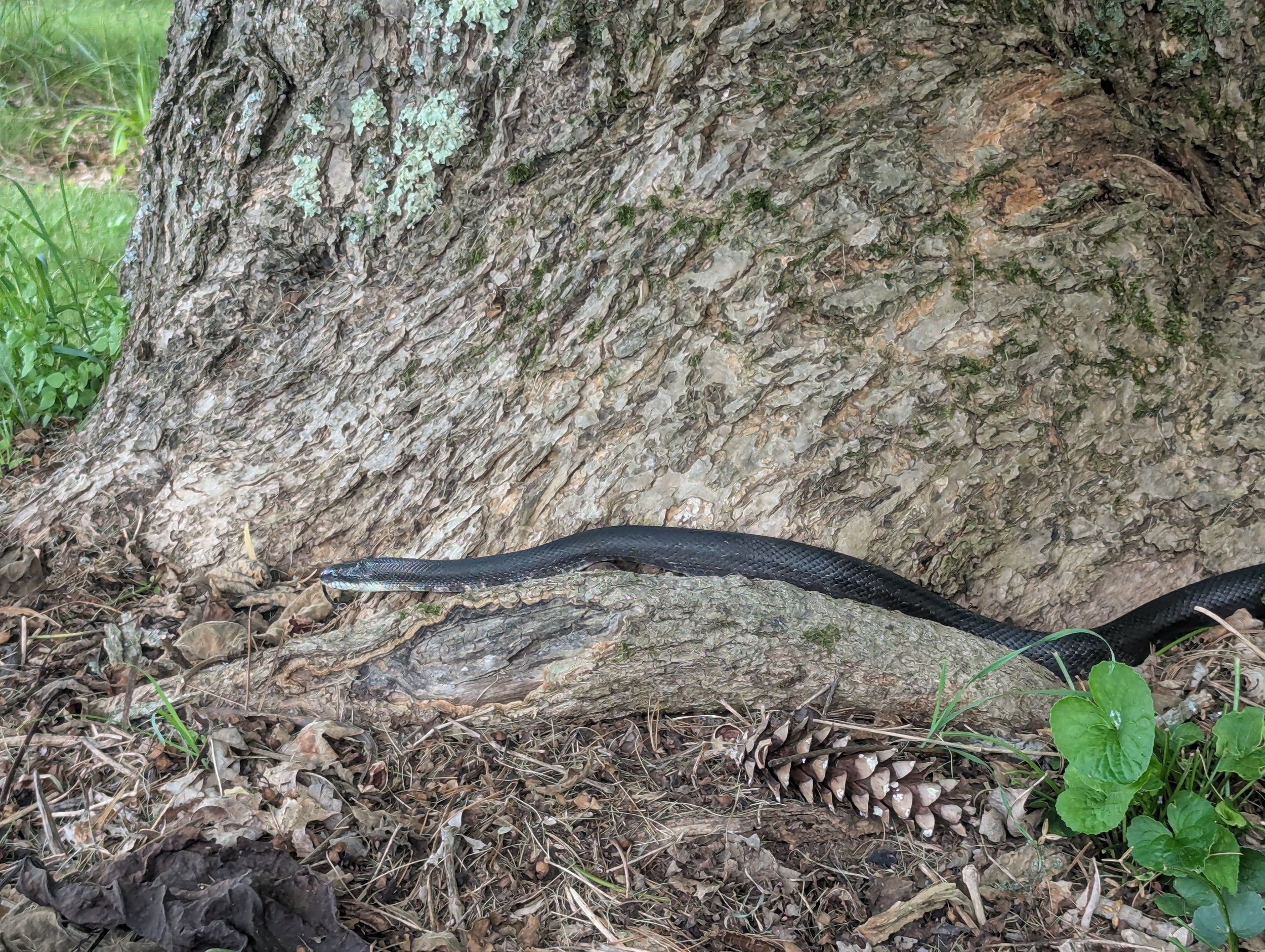 Black Rat Snake