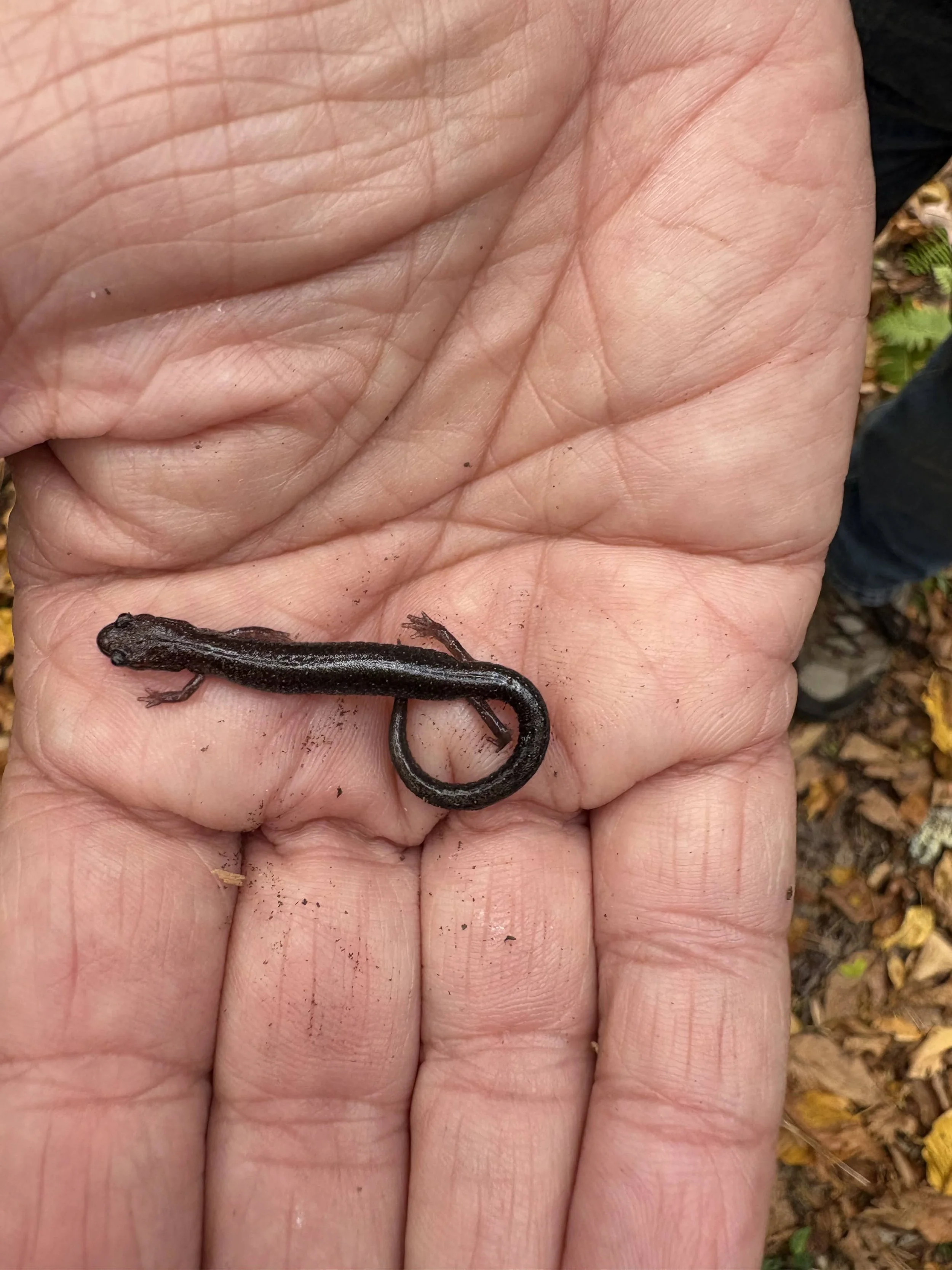 Redbacked Salamander