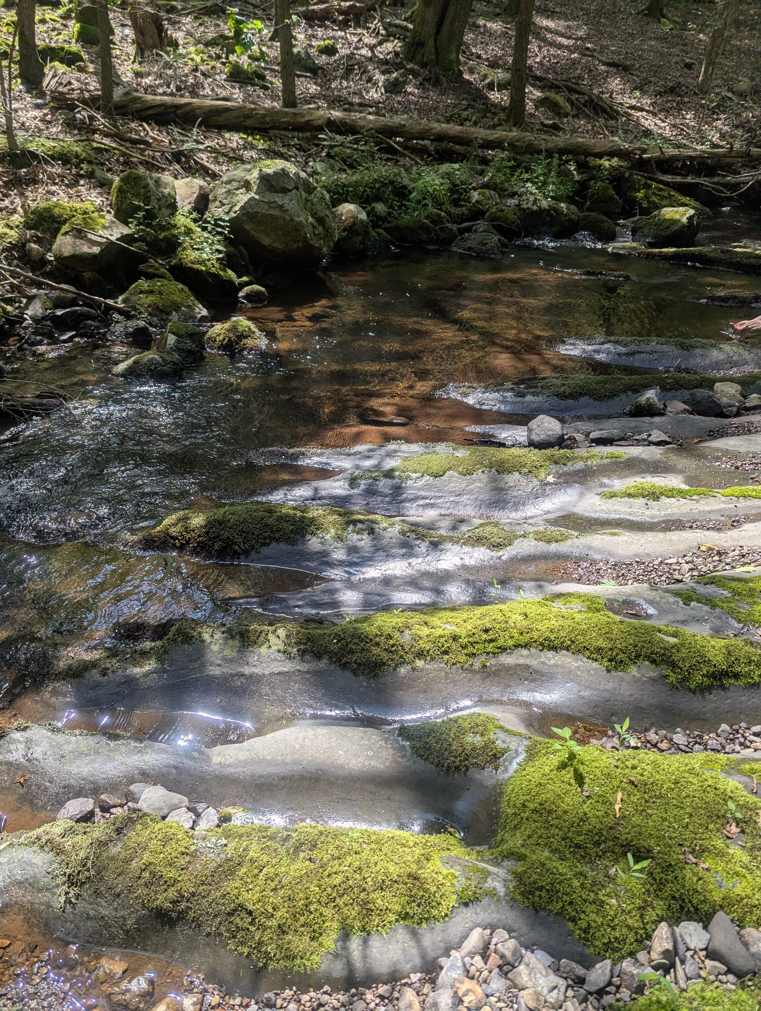People and Their Woods