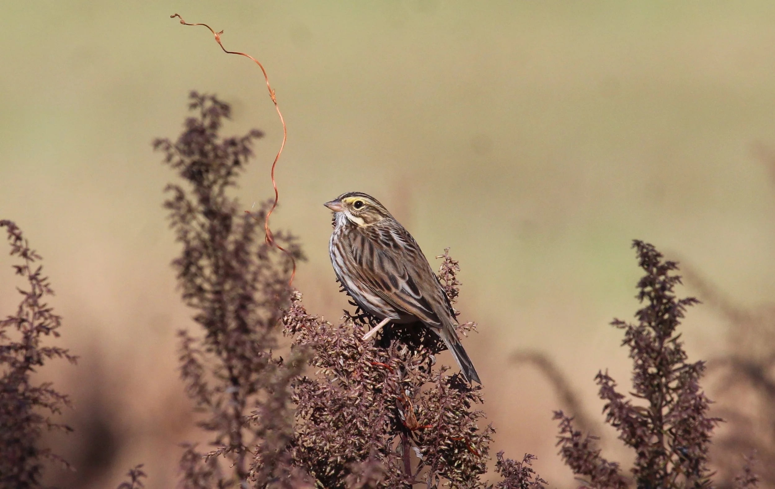 Morning Bird Walk at Dark Moon
