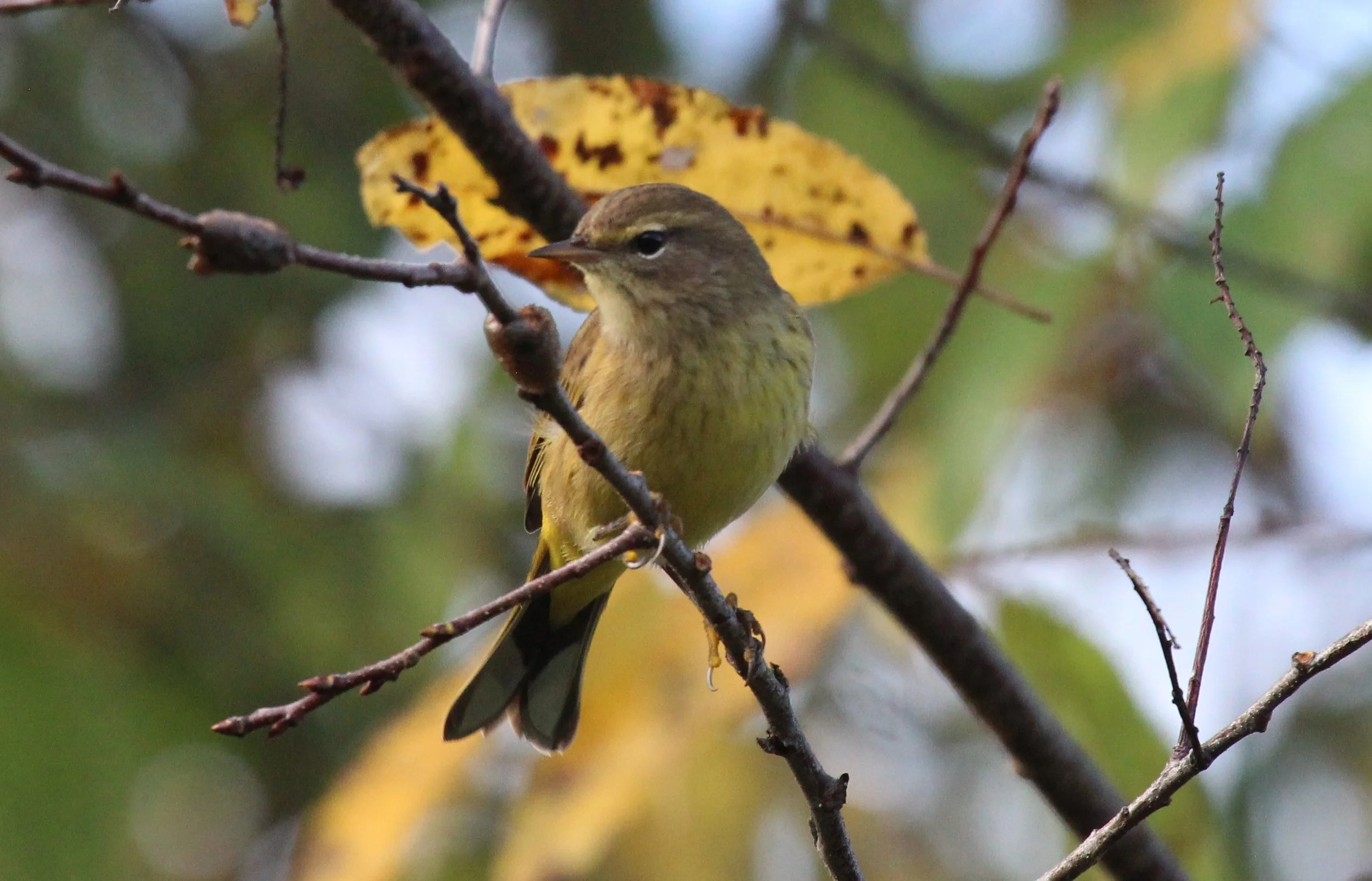 Morning Bird Walk at Dark Moon
