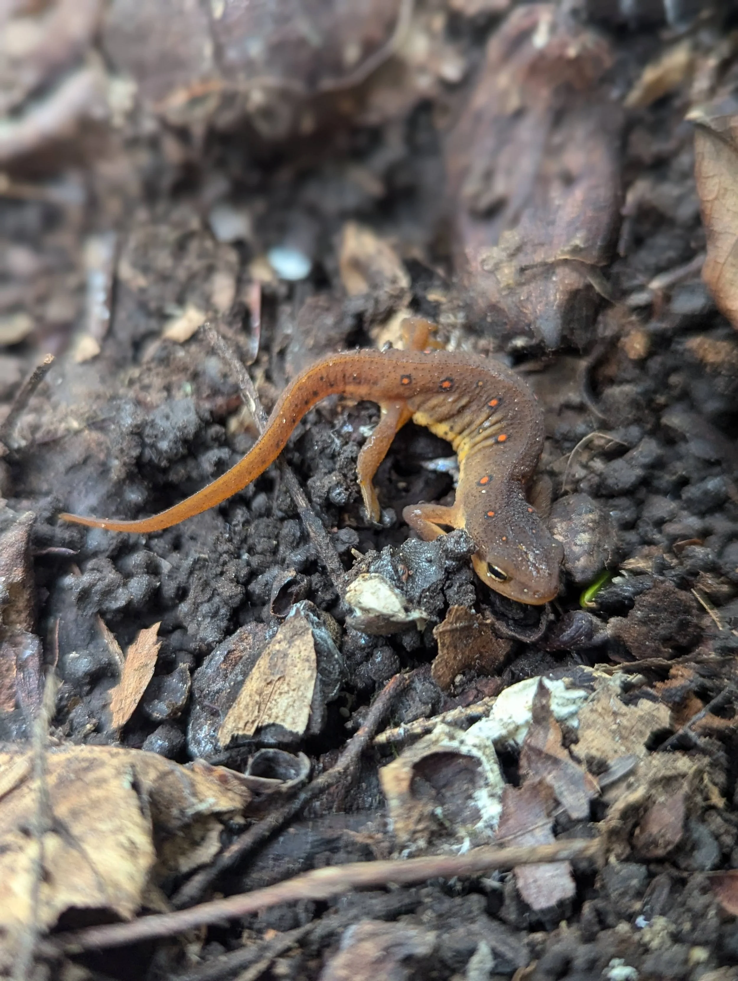 Discover Ridge and Valley Conservancy — Ridge and Valley Conservancy