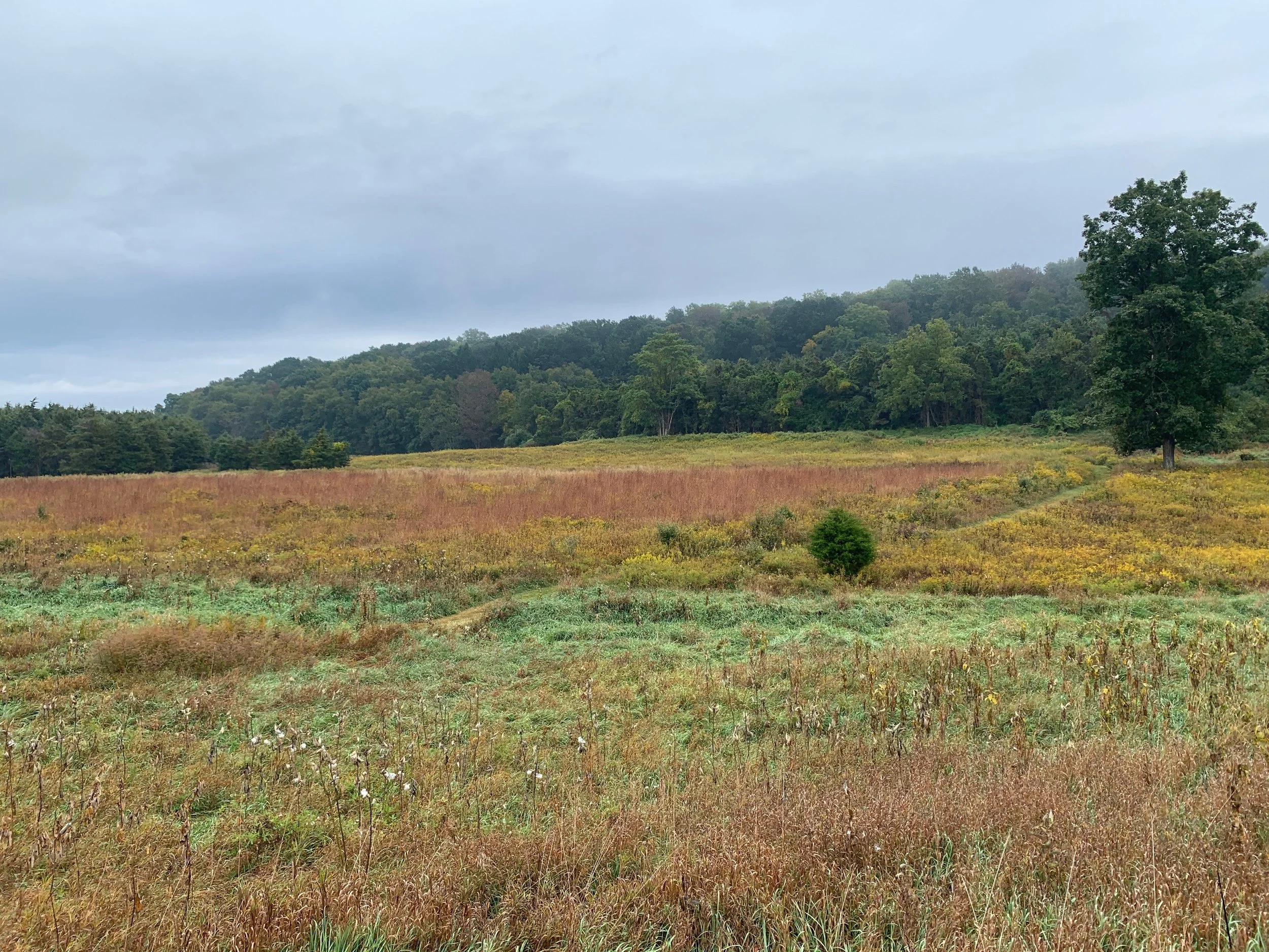 dark moon vista.jpeg