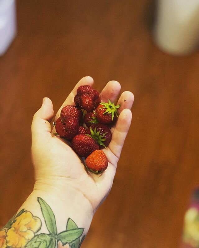First ripe strawberries! Ryan&rsquo;s aunt gave us starters at thanksgiving and we finally have some berries!