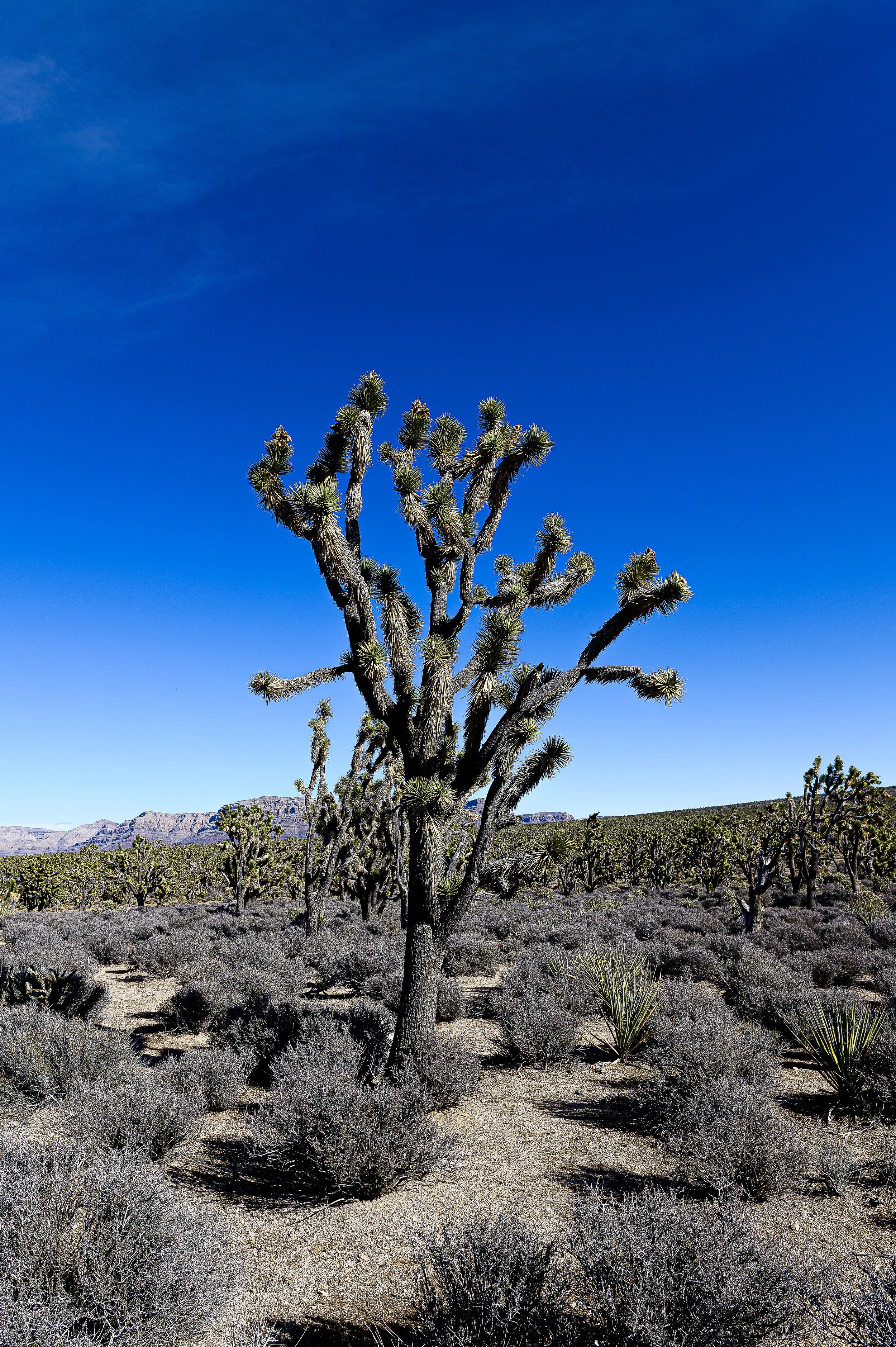 PRM_2634A.jpg