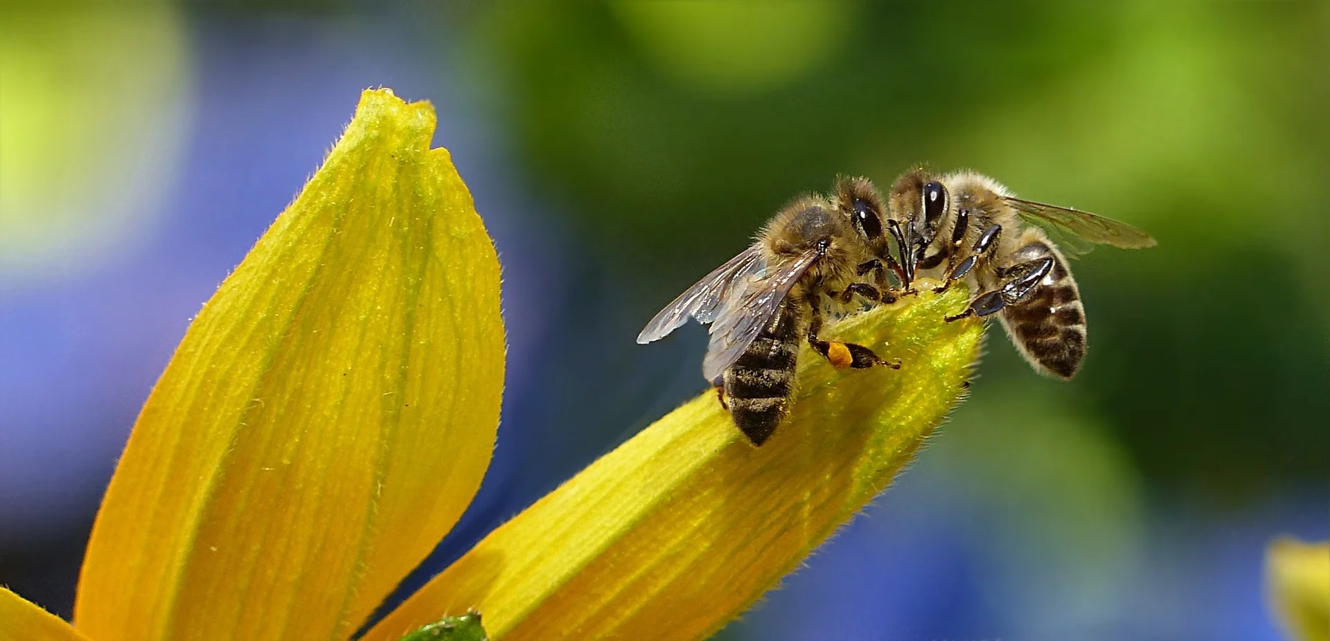 Video: Honey Bees at Wolf Honey Farm