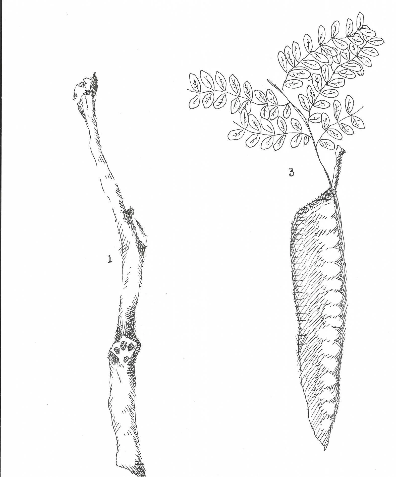 Illustration examples_Page_5_Image_0001.jpg