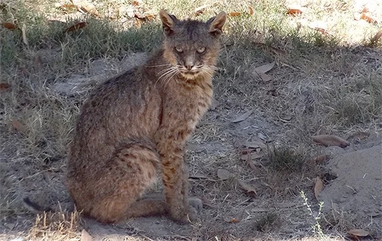 Mange has surfaced in bobcats roaming Santa Cruz County