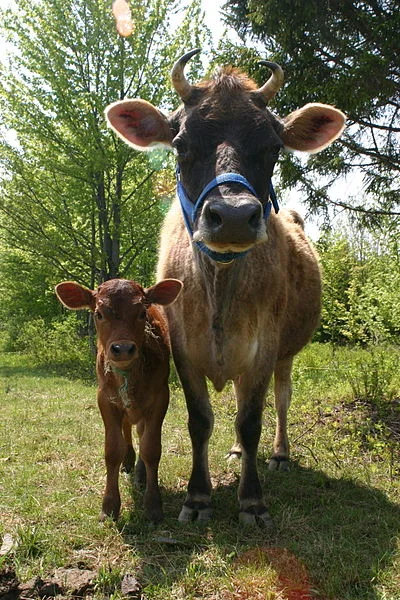 Nutrition straight from the cow's mouth