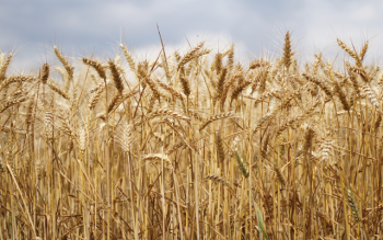 Rising carbon dioxide may raise risk of nutrient deficiencies in humans