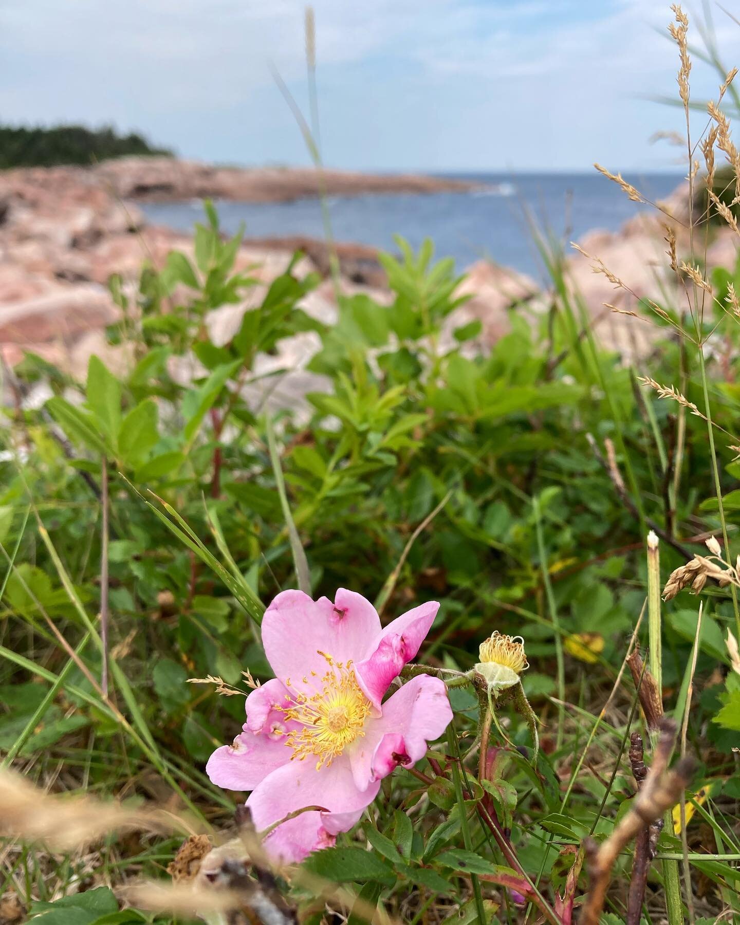 🌸 🗺 

#beautifulcanada #capebretonisland #capebretonadventure #flowers #flowerstagram #summer #summertravels