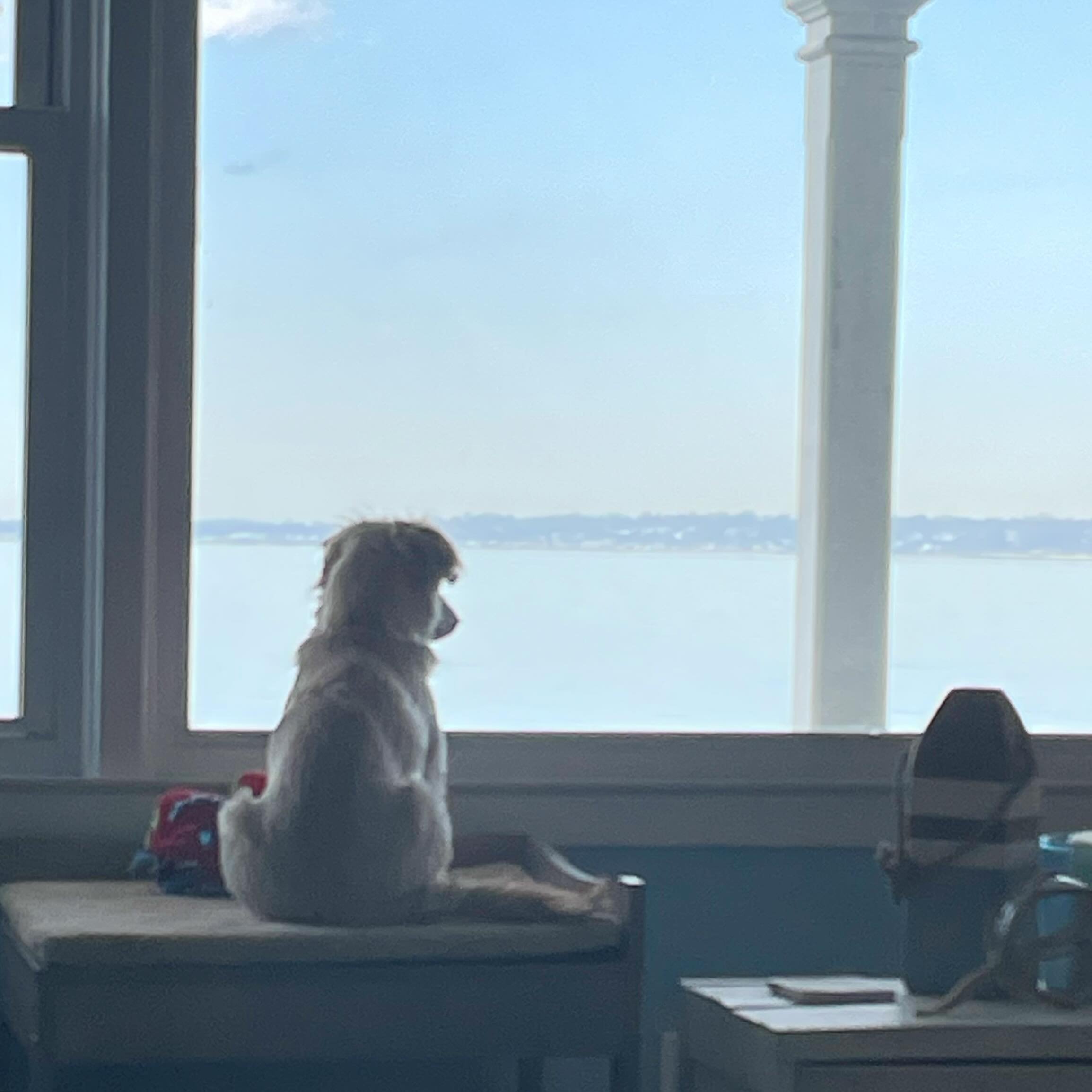 Your Daily Pancake:
Did we buy our little Pancake a small dog perch? Yes, yes we did. Complete with stairs and room for toys. Did we rearrange our livingroom again?Yes, yes we did. The front window is really the best place to look at the ocean, and t