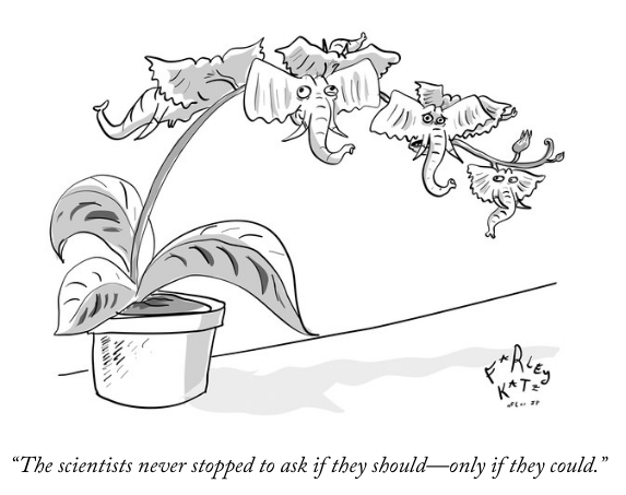 20170619 elephant orchid.png