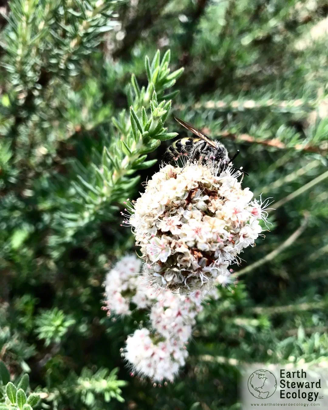Eriogonum fasciculatum (commonly known as California Buckwheat) this species of wild buckwheat with a friendly little pollinator.