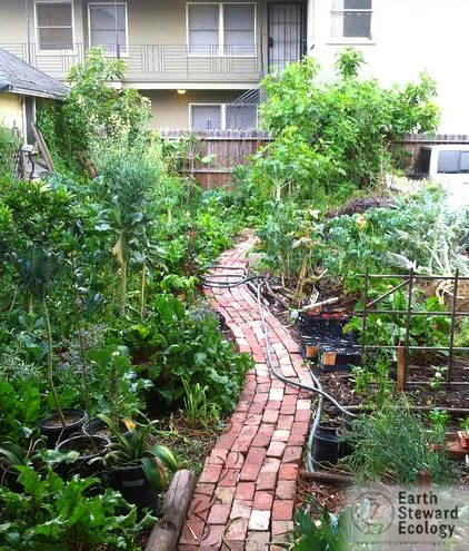 urban backyard food forest