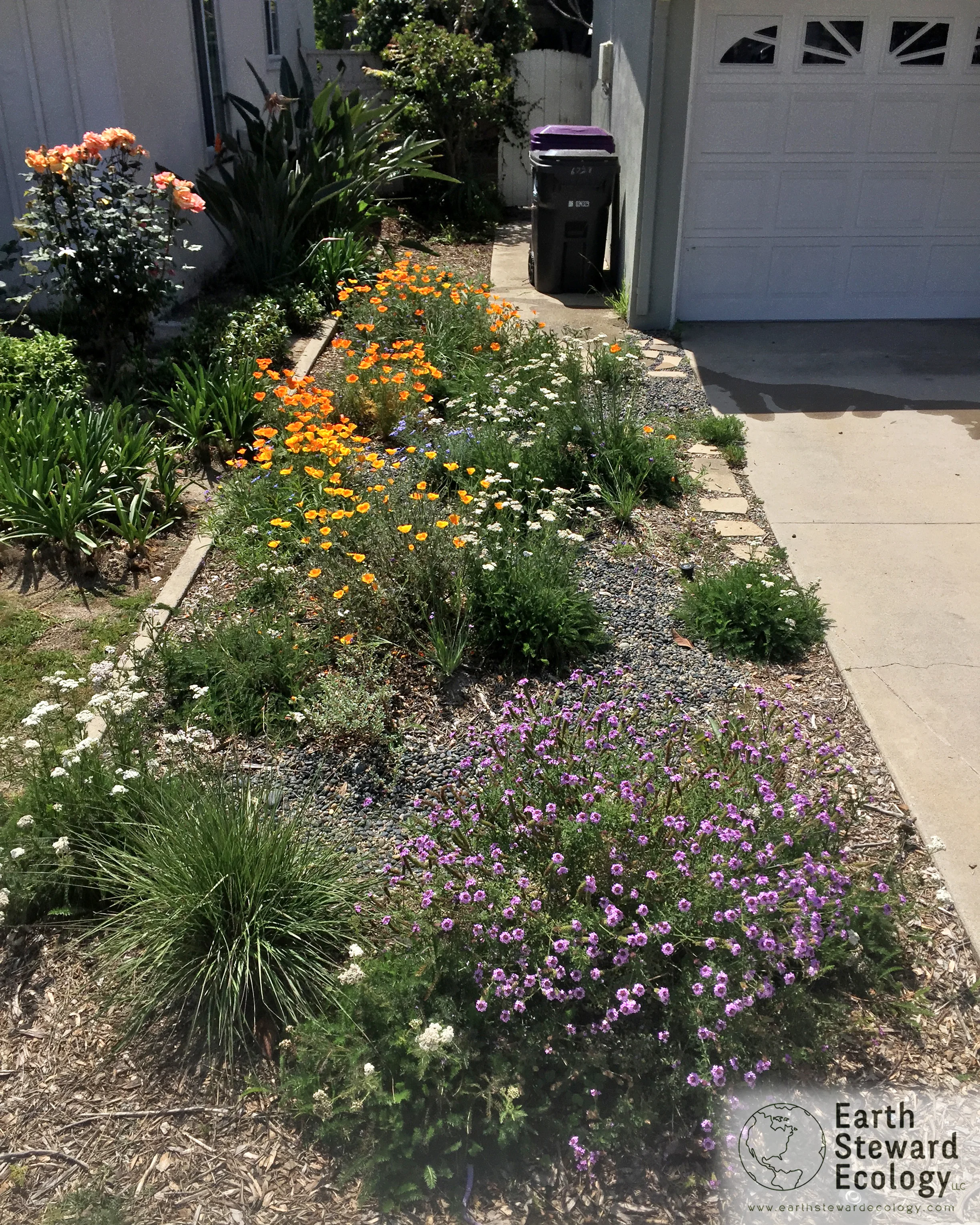 this side-scape is full of native plants includes a dry creek bed to manage + distribute rainwater.