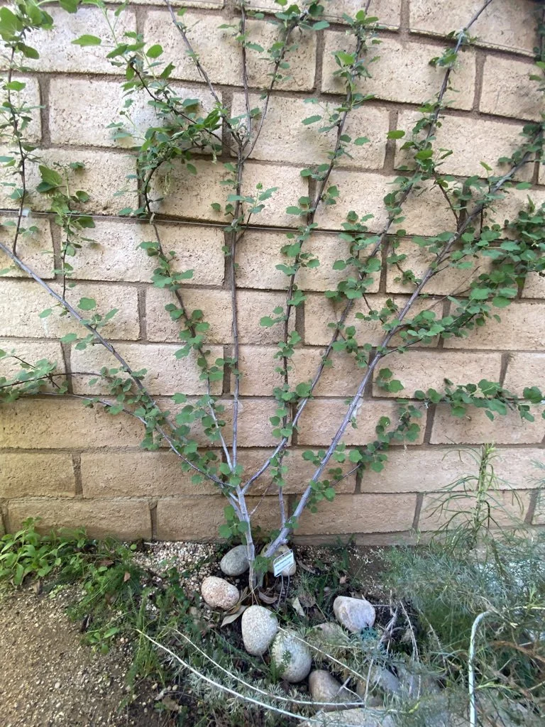 Espaliered fruit trees are trained to grow flat; allowing gardeners to grow productive fruit trees in small yards, patios, or narrow spaces without sacrificing yield.
