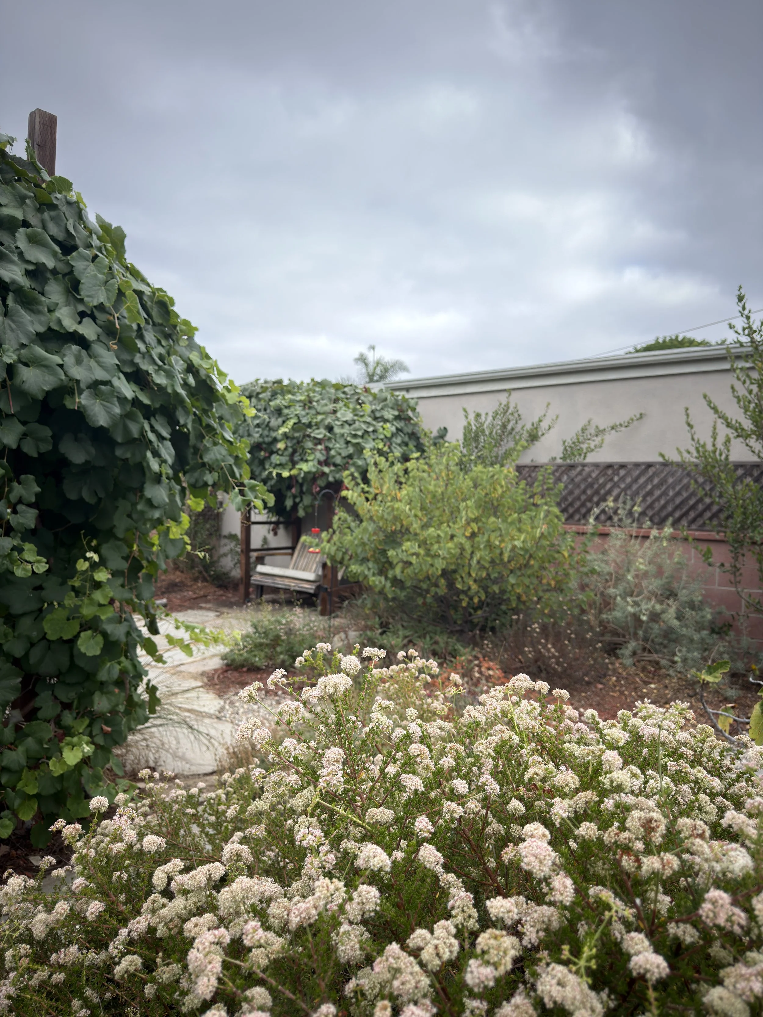 IMG_0606.jpeg