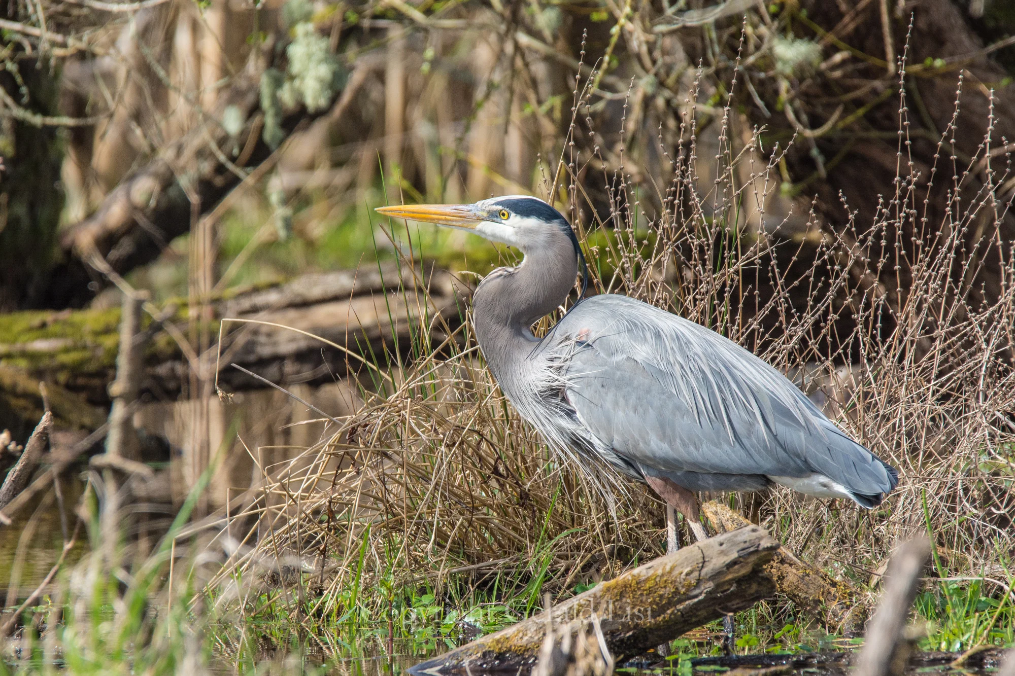 "That Dinosaur Bird"