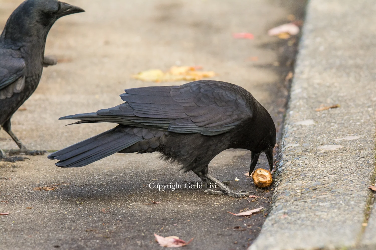Go With the Crow — Gerald Lisi Photography